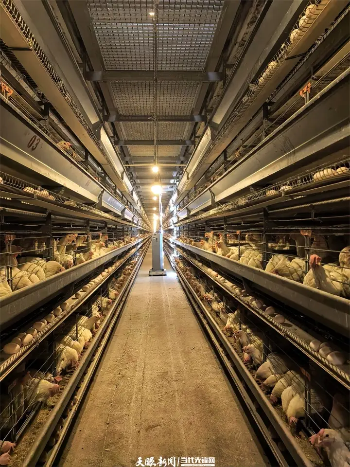 【天眼微鏡頭·現(xiàn)場直擊】20名飼養(yǎng)員“拿下”百萬羽蛋雞養(yǎng)殖場工作｜原來是機(jī)器人在助攻