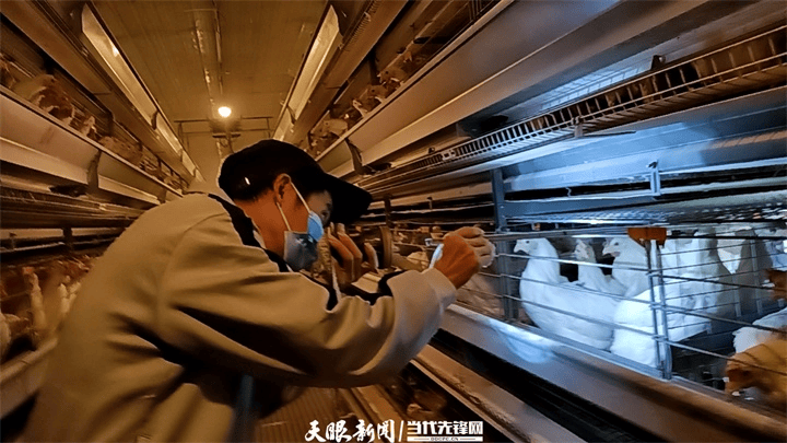 【天眼微鏡頭·現(xiàn)場直擊】20名飼養(yǎng)員“拿下”百萬羽蛋雞養(yǎng)殖場工作｜原來是機(jī)器人在助攻