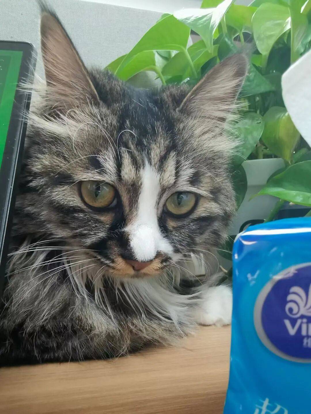 被“鏟屎官”吐槽存診療爭(zhēng)議，寵物醫(yī)療巨頭瑞派寵物IPO背后AB面