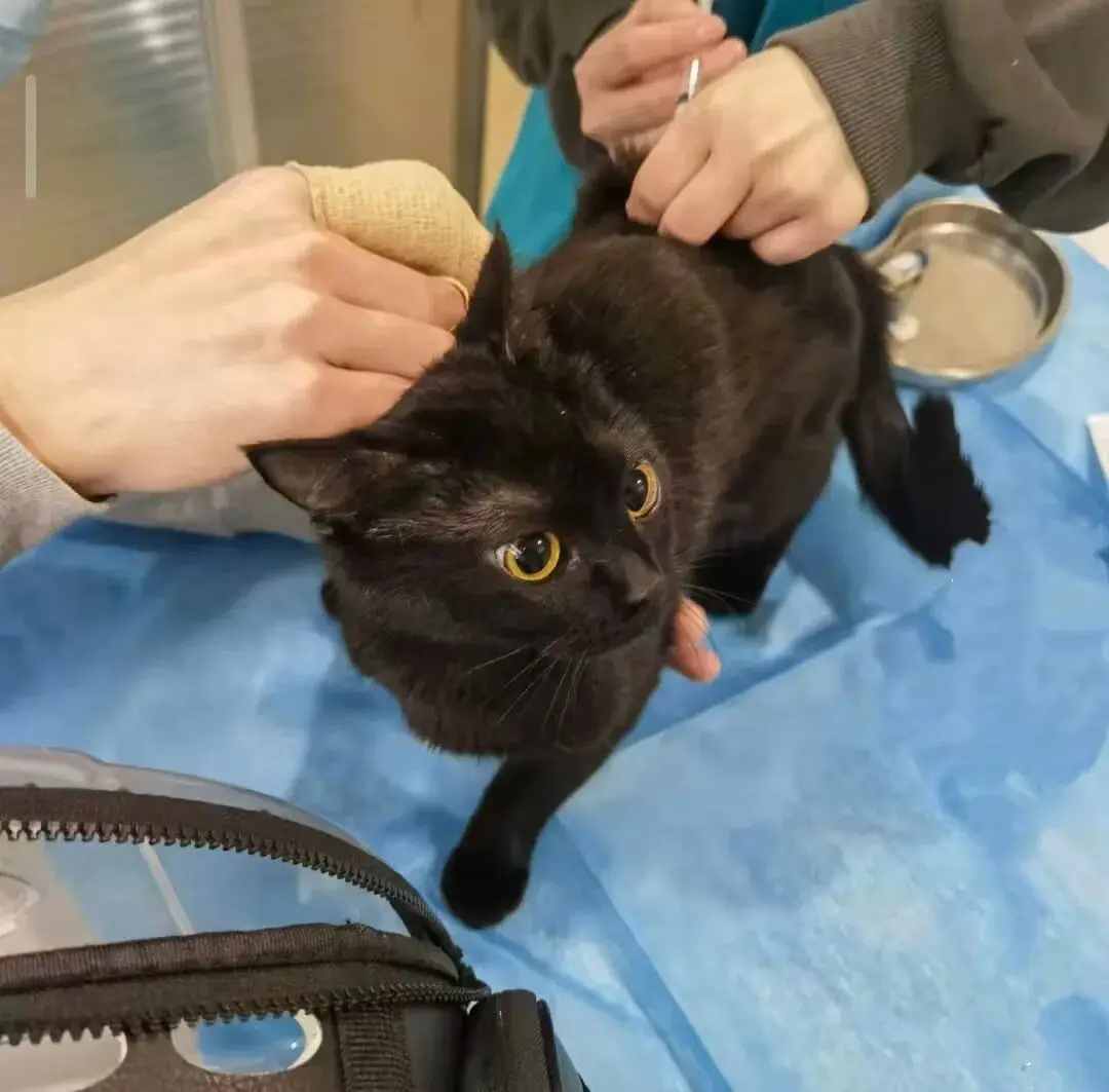 被“鏟屎官”吐槽存診療爭(zhēng)議，寵物醫(yī)療巨頭瑞派寵物IPO背后AB面