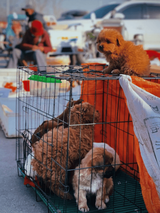 收藏！東營(yíng)趕集時(shí)間地點(diǎn)匯總來了！