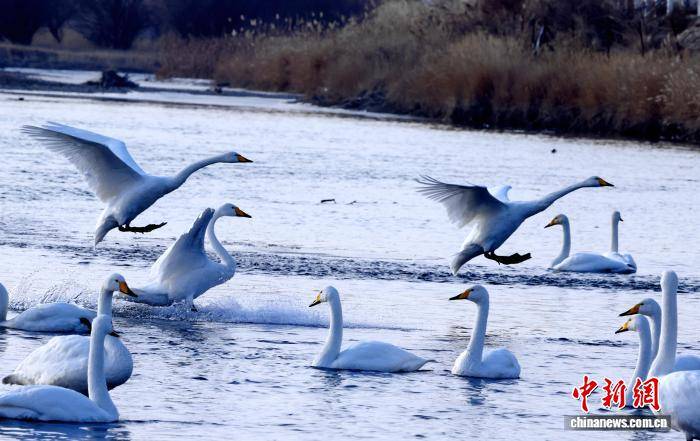 新疆“天鵝灣”旅游熱度攀升