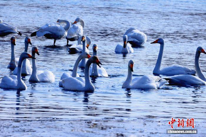 新疆“天鵝灣”旅游熱度攀升