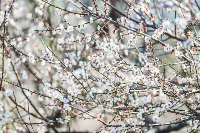 冬日浪漫！深圳坪山賞梅路線快收藏好