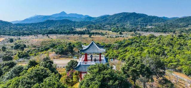 冬日浪漫！深圳坪山賞梅路線快收藏好