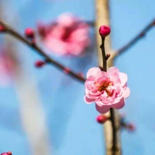 冬日浪漫！深圳坪山賞梅路線快收藏好