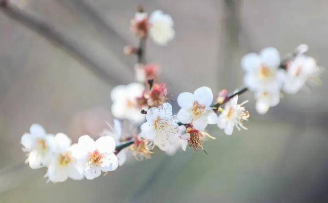 冬日浪漫！深圳坪山賞梅路線快收藏好