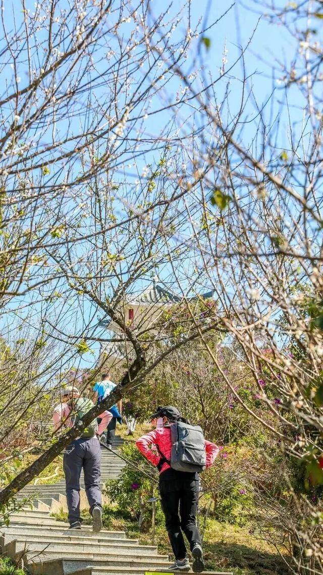 冬日浪漫！深圳坪山賞梅路線快收藏好
