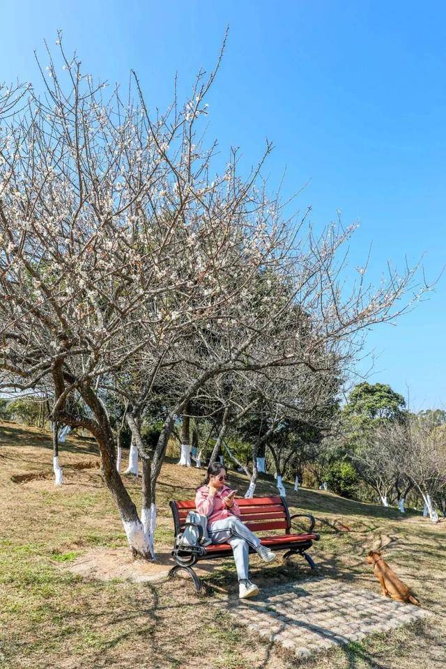 冬日浪漫！深圳坪山賞梅路線快收藏好