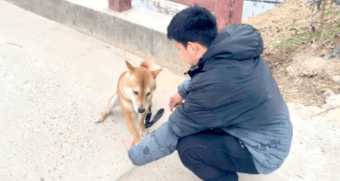 上海一市民花15800元送狗“上學(xué)”，歸來卻惡習(xí)依舊……法院判決！