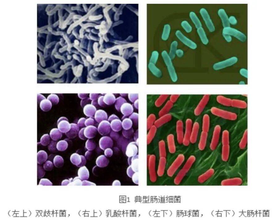 美食當(dāng)前，別讓“塑形”和“忌口”偷走快樂(lè)