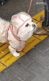 狗子怕冷故意把窗簾蓋在身上，狗：這暗示夠明顯了吧？