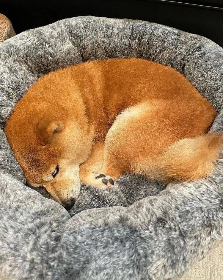 狗子怕冷故意把窗簾蓋在身上，狗：這暗示夠明顯了吧？