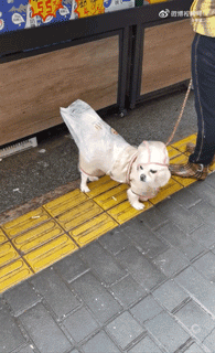 狗子怕冷故意把窗簾蓋在身上，狗：這暗示夠明顯了吧？