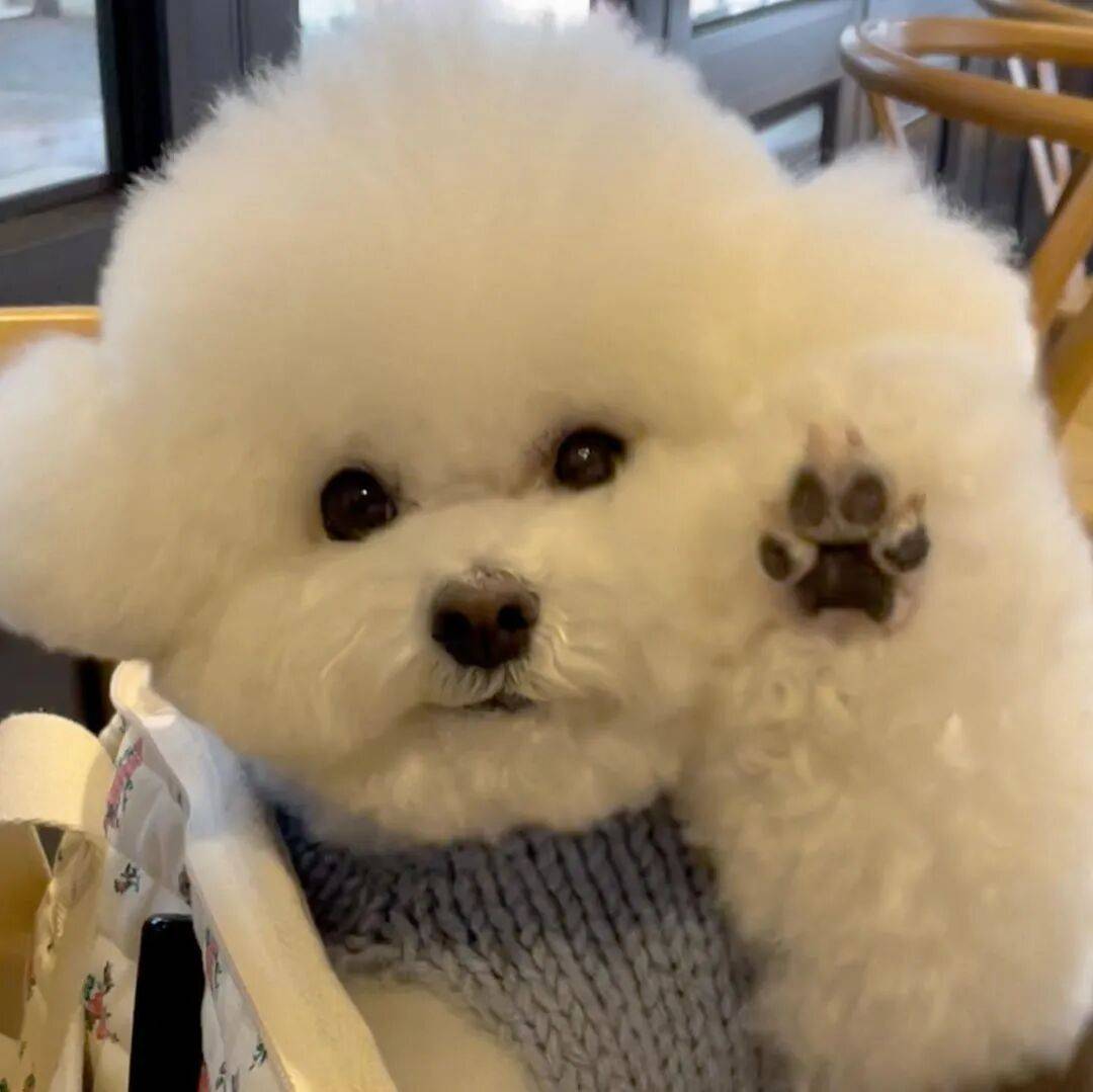 狗子怕冷故意把窗簾蓋在身上，狗：這暗示夠明顯了吧？