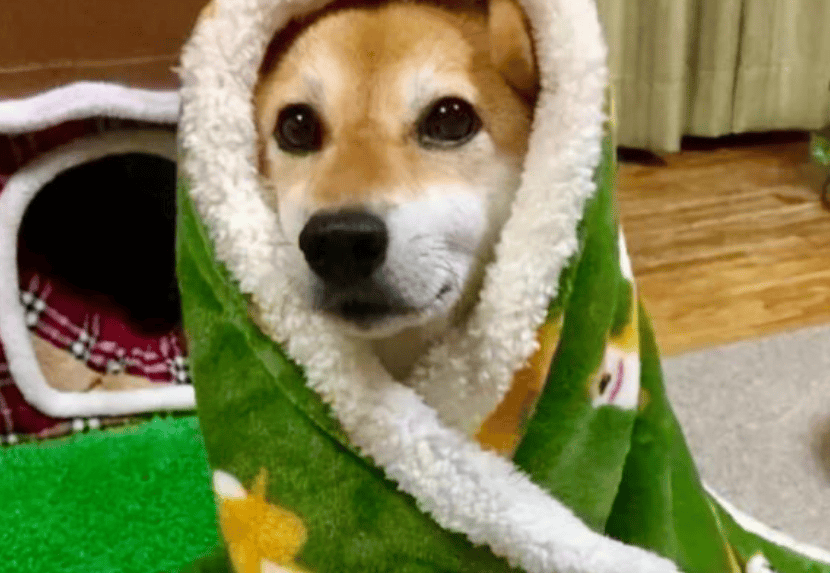 狗子怕冷故意把窗簾蓋在身上，狗：這暗示夠明顯了吧？