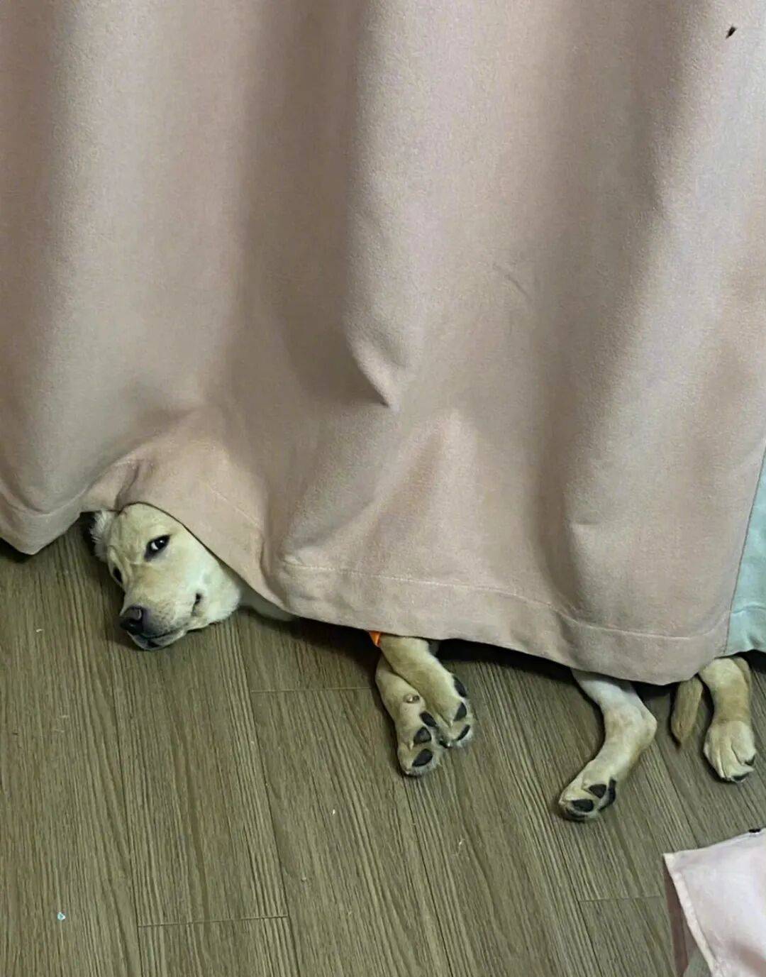 狗子怕冷故意把窗簾蓋在身上，狗：這暗示夠明顯了吧？