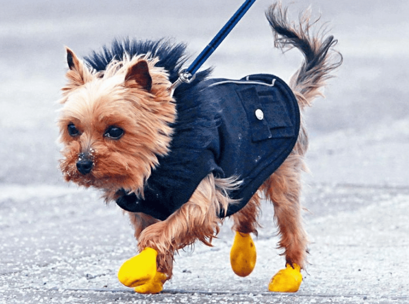 狗子怕冷故意把窗簾蓋在身上，狗：這暗示夠明顯了吧？