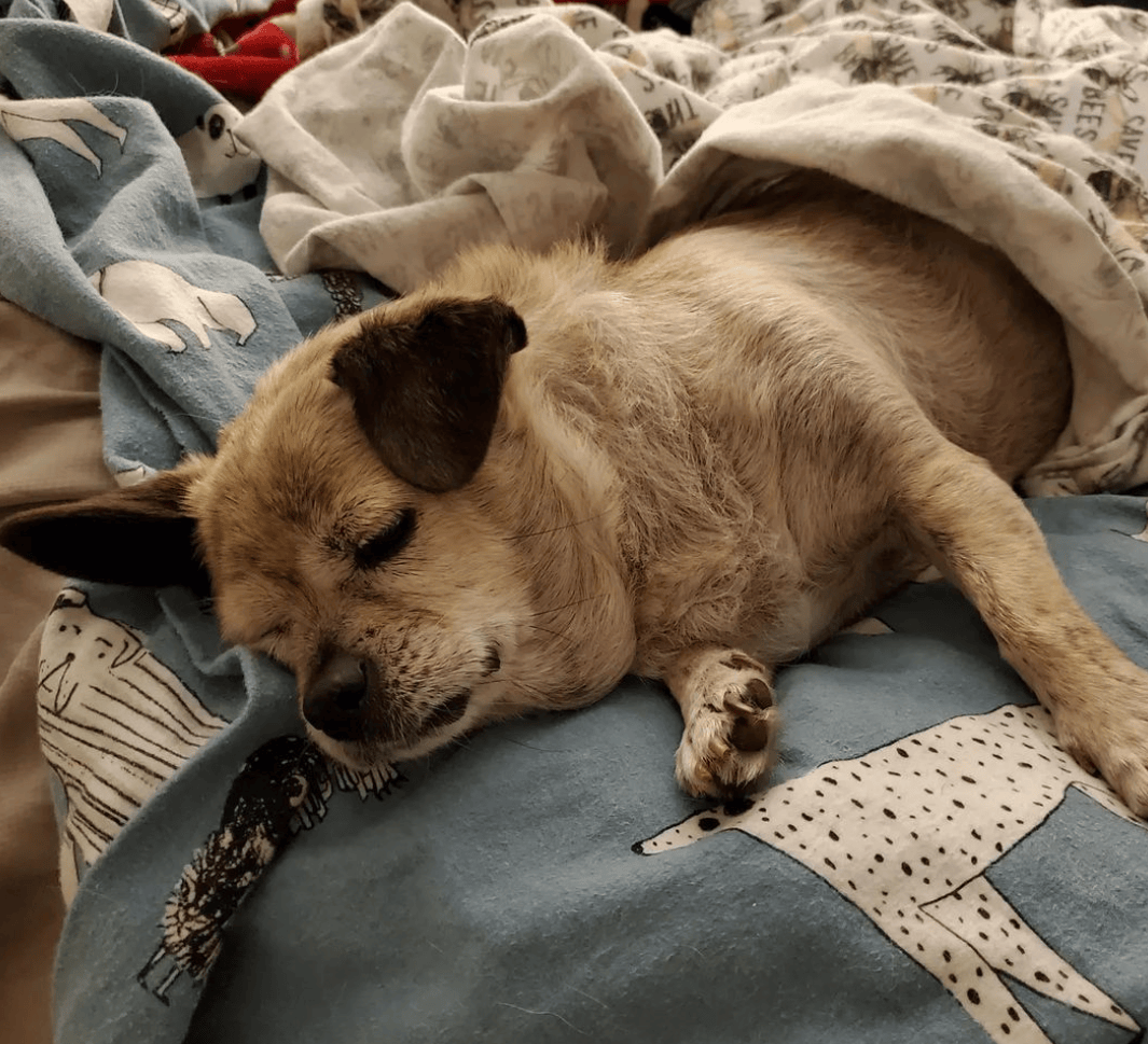 狗子怕冷故意把窗簾蓋在身上，狗：這暗示夠明顯了吧？