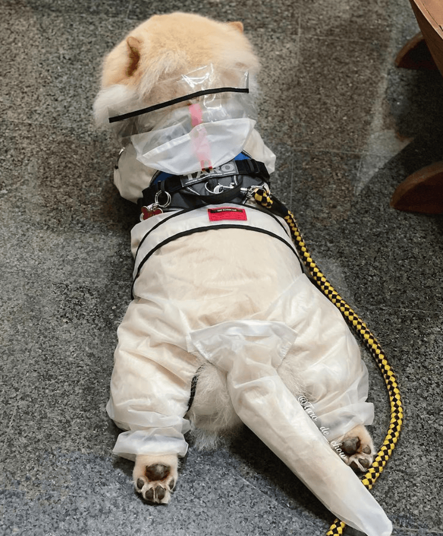 狗子怕冷故意把窗簾蓋在身上，狗：這暗示夠明顯了吧？