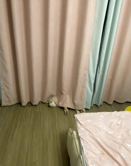 狗子怕冷故意把窗簾蓋在身上，狗：這暗示夠明顯了吧？