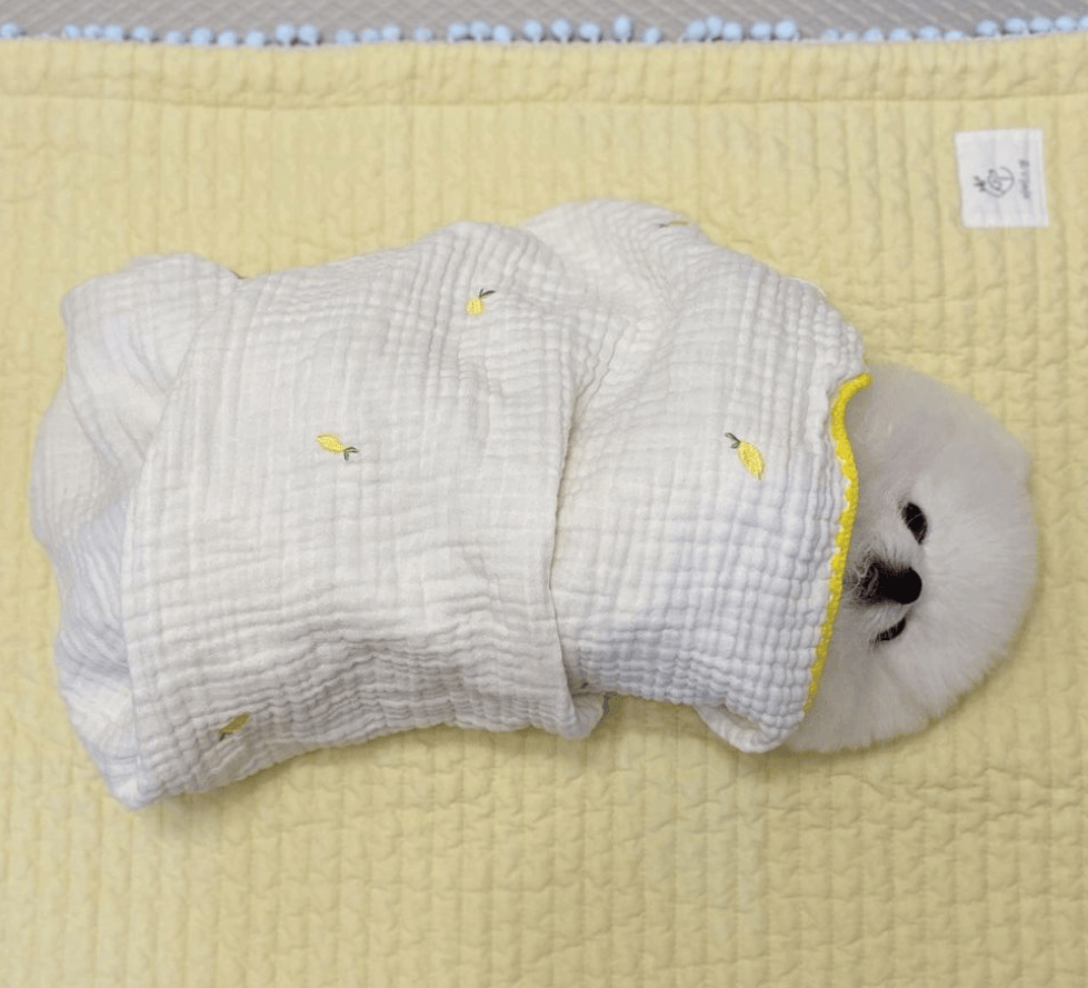 狗子怕冷故意把窗簾蓋在身上，狗：這暗示夠明顯了吧？