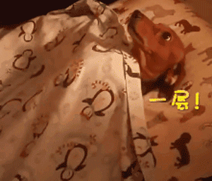 狗子怕冷故意把窗簾蓋在身上，狗：這暗示夠明顯了吧？