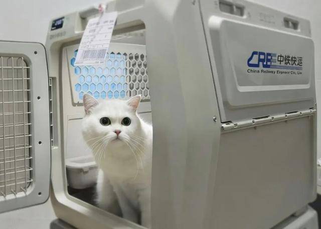 收藏！110個寵物托運車站全名單