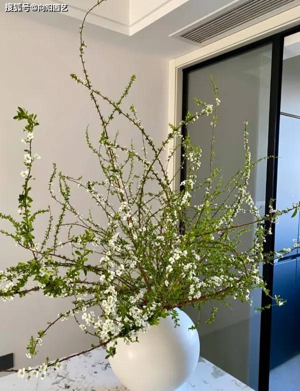 你花幾十塊買的銀柳，用柳樹枝噴的油漆，不如買雪柳更好看！