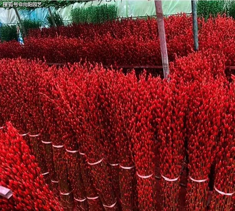 你花幾十塊買的銀柳，用柳樹枝噴的油漆，不如買雪柳更好看！