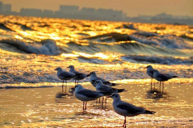 秦皇島北戴河榮登年度“旅游增速TOP10”，冬天的她美出新高度！