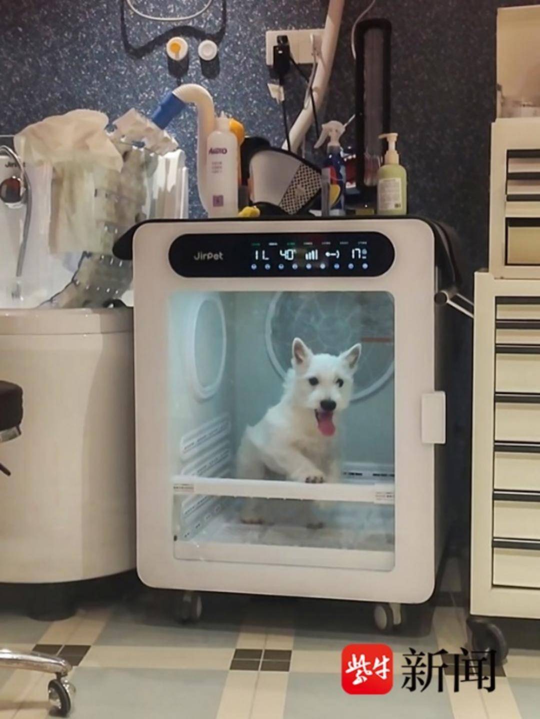 節(jié)前寵物美容需求量激增，美容師預(yù)約單已排至除夕夜