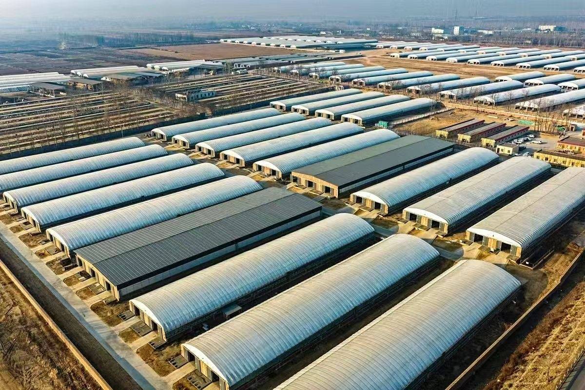 科技“養(yǎng)”出高品質(zhì)牛羊肉 一項(xiàng)國際專利背后的寧夏農(nóng)墾突圍路