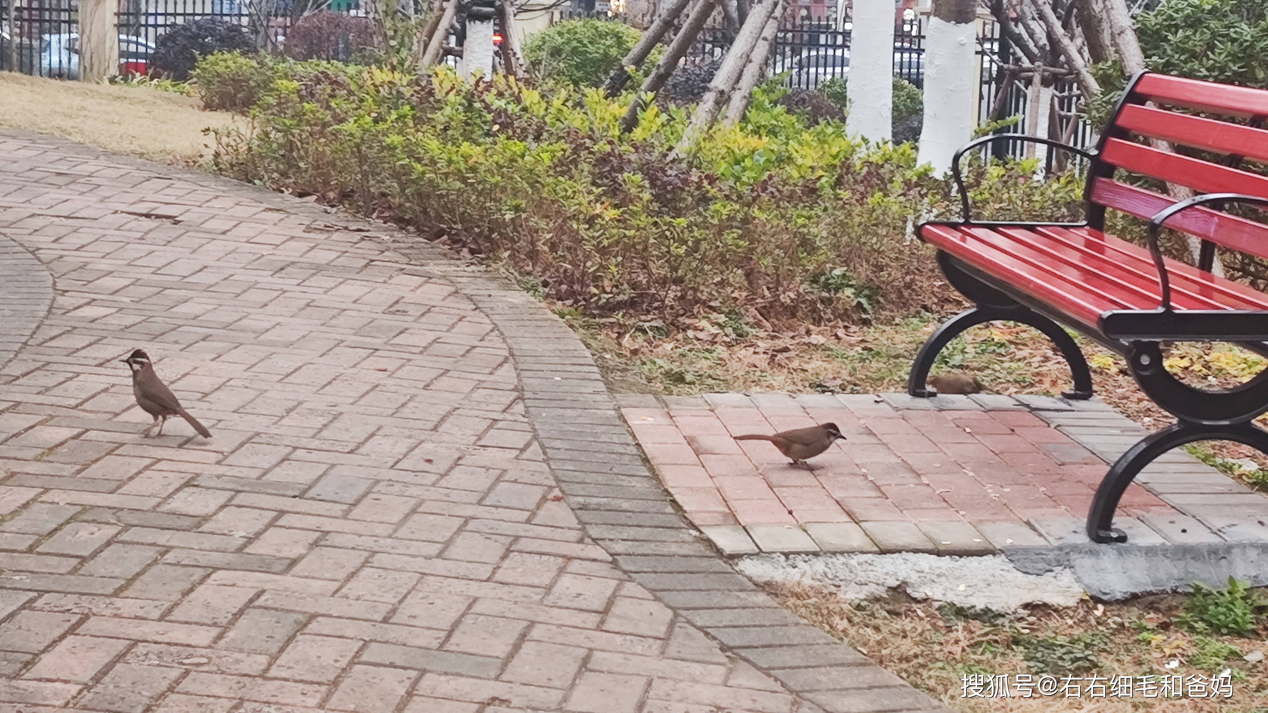 原創(chuàng)跑錯(cuò)方向的“搶跑”教育：公園里、公車上，被“逼”學(xué)習(xí)的5歲娃