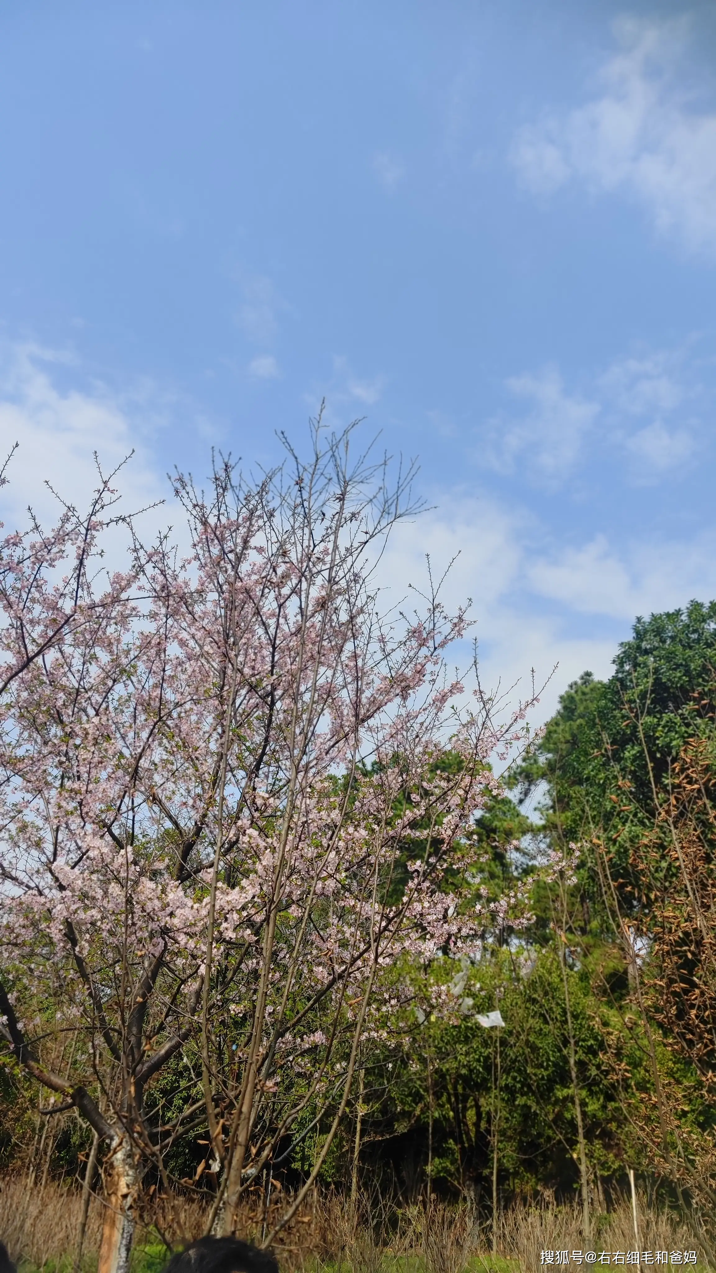 原創(chuàng)跑錯(cuò)方向的“搶跑”教育：公園里、公車上，被“逼”學(xué)習(xí)的5歲娃