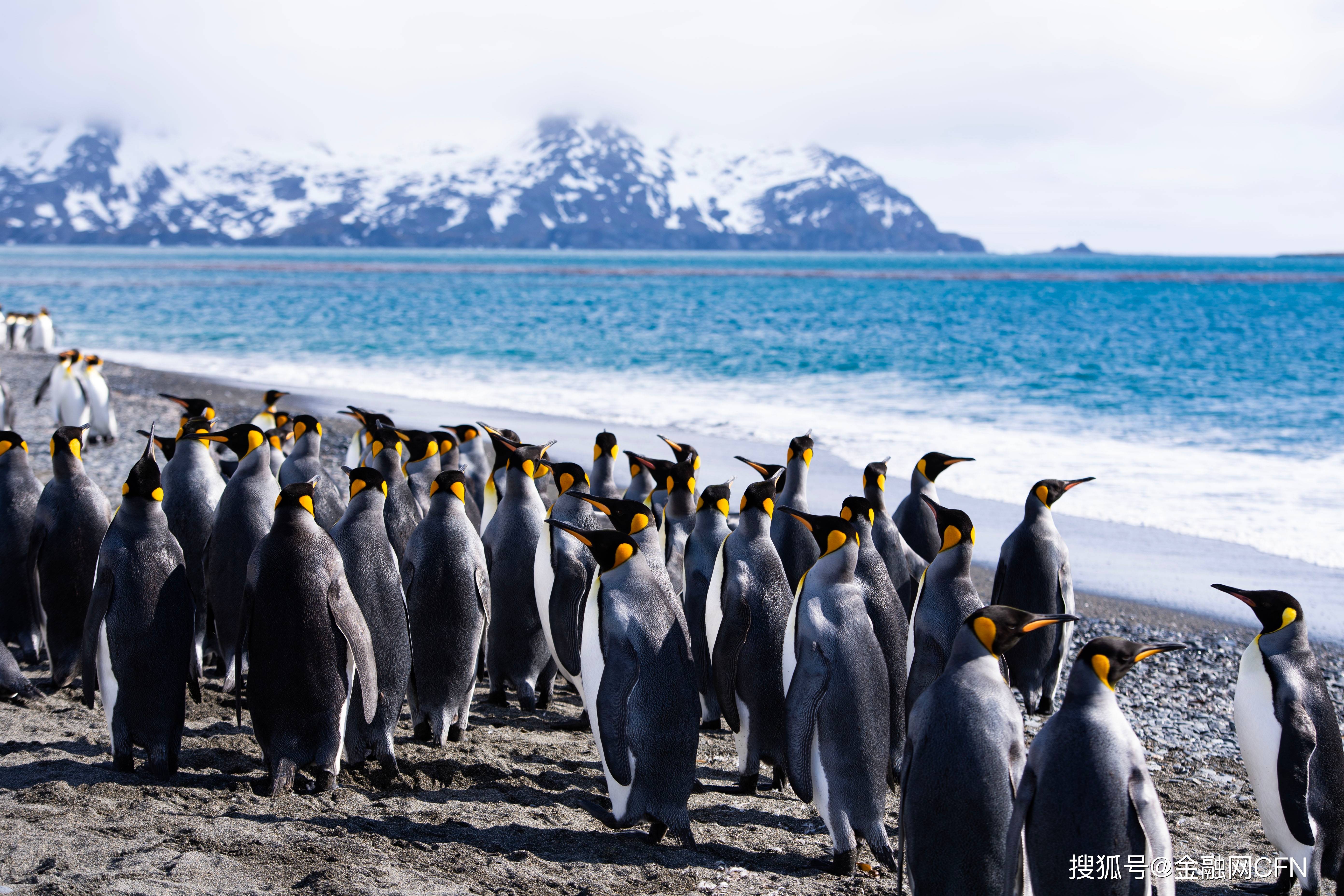 從南極到北京，北京小學(xué)生何曼琳繪畫作品《南極家園》驚艷金融街