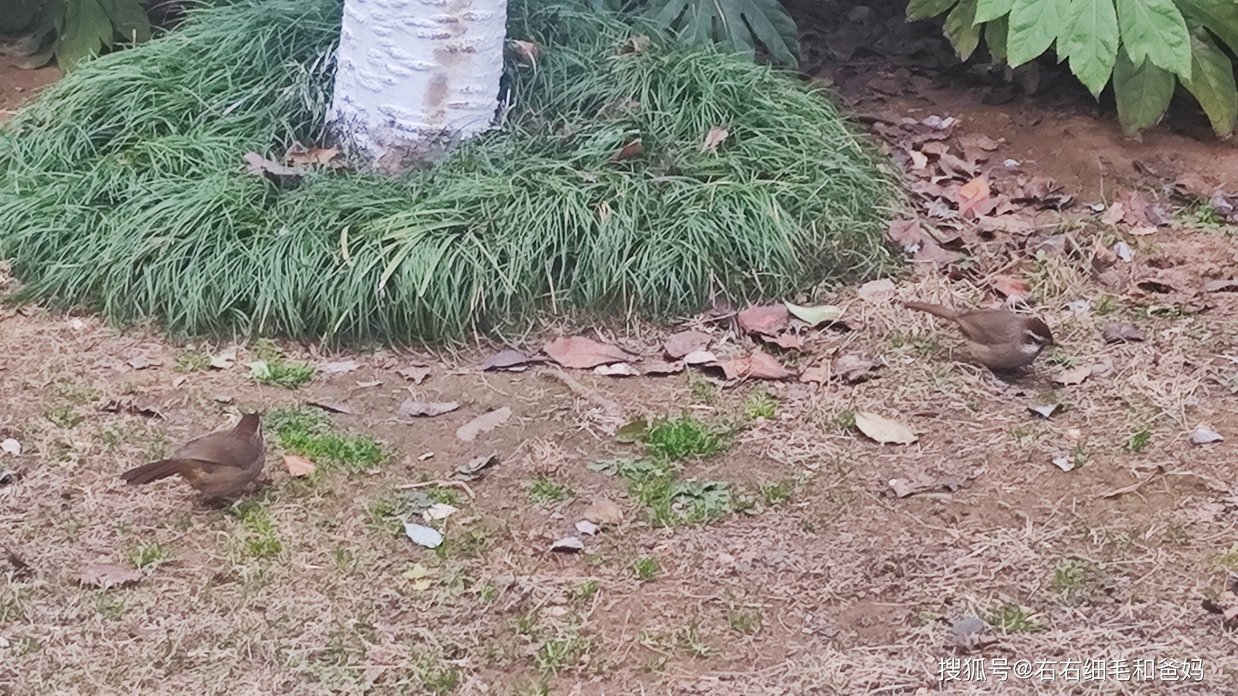 原創(chuàng)跑錯(cuò)方向的“搶跑”教育：公園里、公車上，被“逼”學(xué)習(xí)的5歲娃