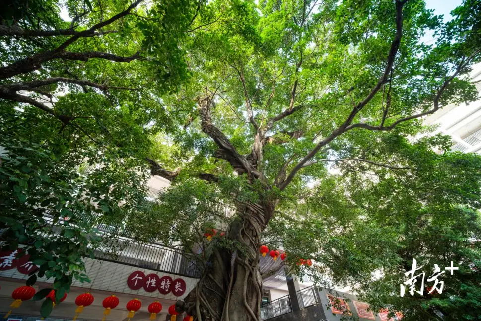 東莞這所小學(xué)120歲了，你對它了解多少？