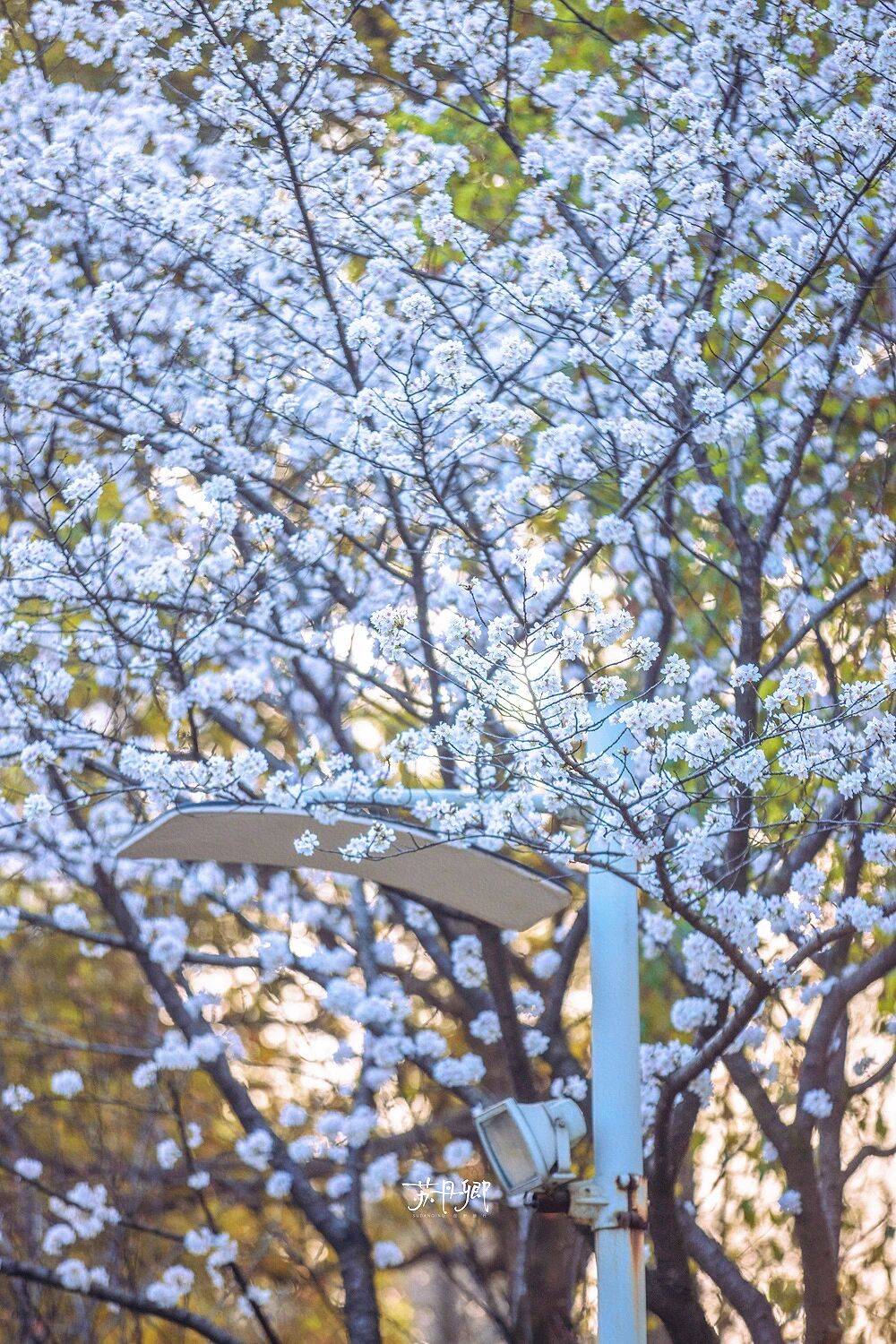 原創(chuàng)武漢賞櫻攻略請收藏！除了武大和東湖，還有這些免費打卡地哦