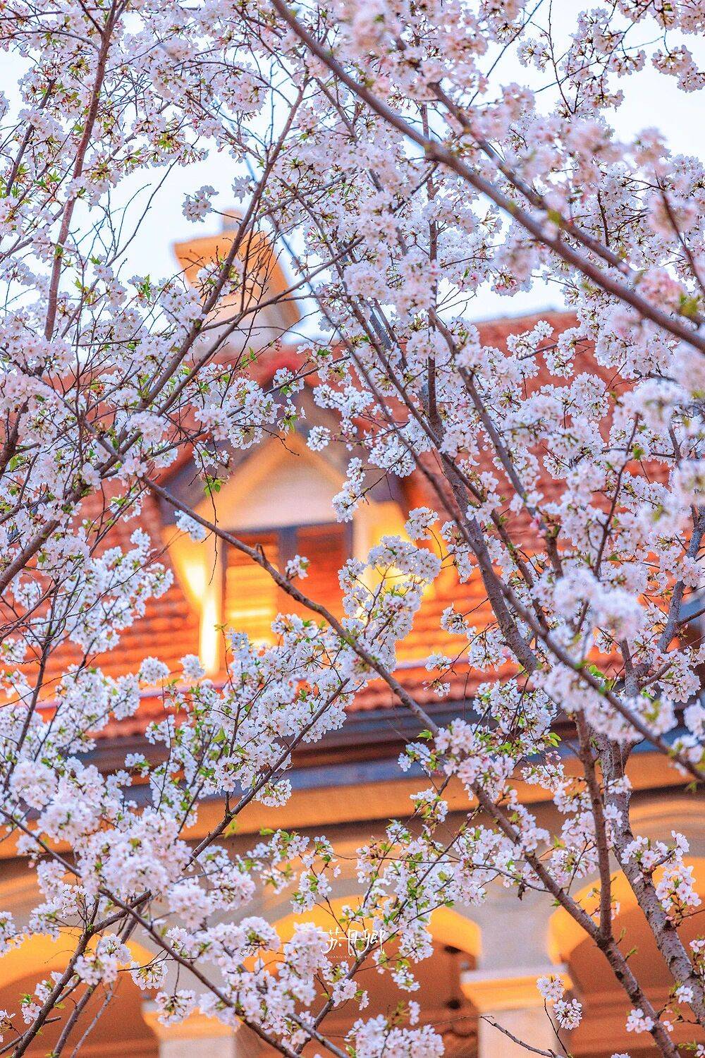 原創(chuàng)武漢賞櫻攻略請收藏！除了武大和東湖，還有這些免費打卡地哦