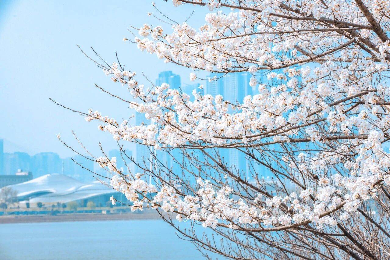 原創(chuàng)武漢賞櫻攻略請收藏！除了武大和東湖，還有這些免費打卡地哦