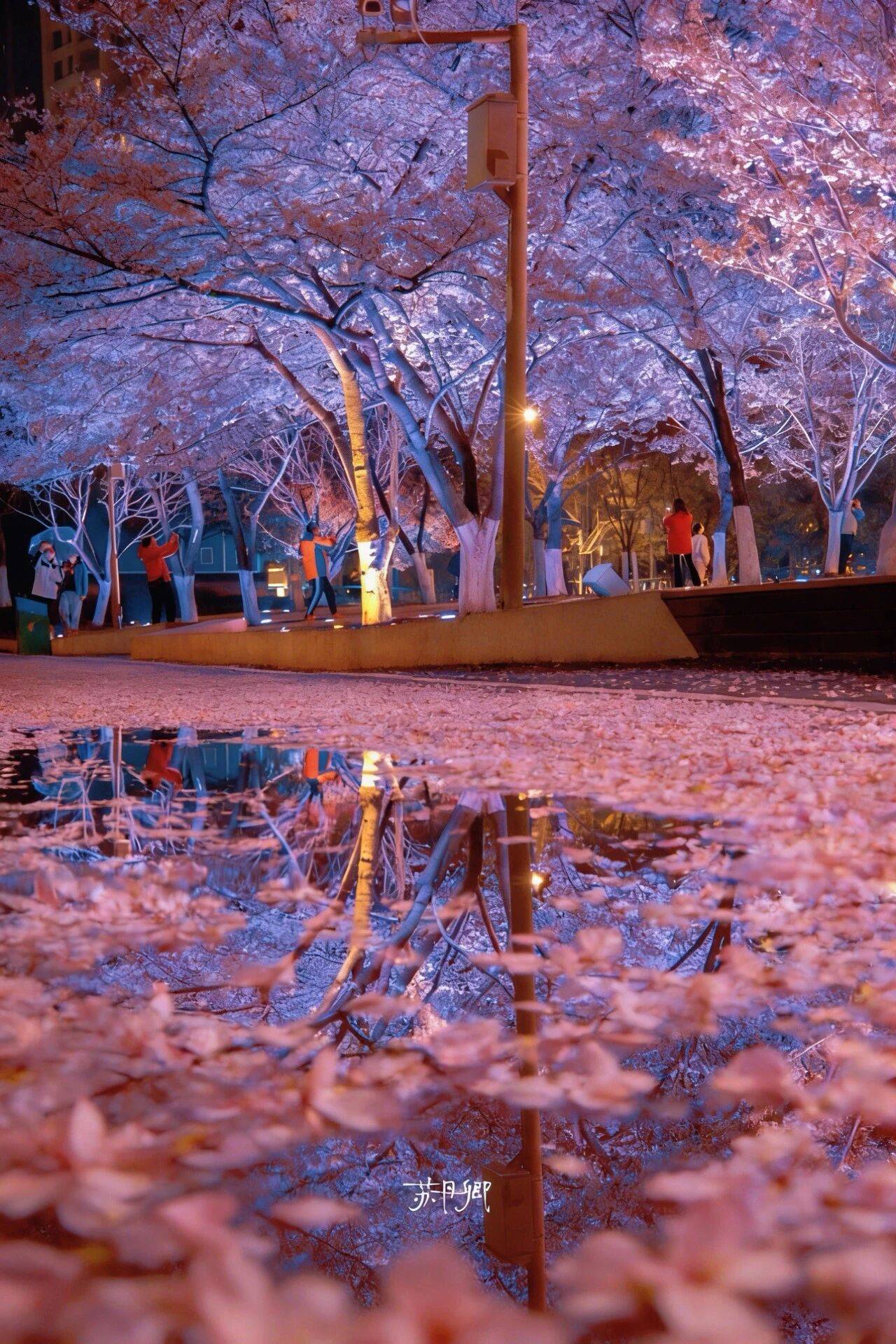 原創(chuàng)武漢賞櫻攻略請收藏！除了武大和東湖，還有這些免費打卡地哦