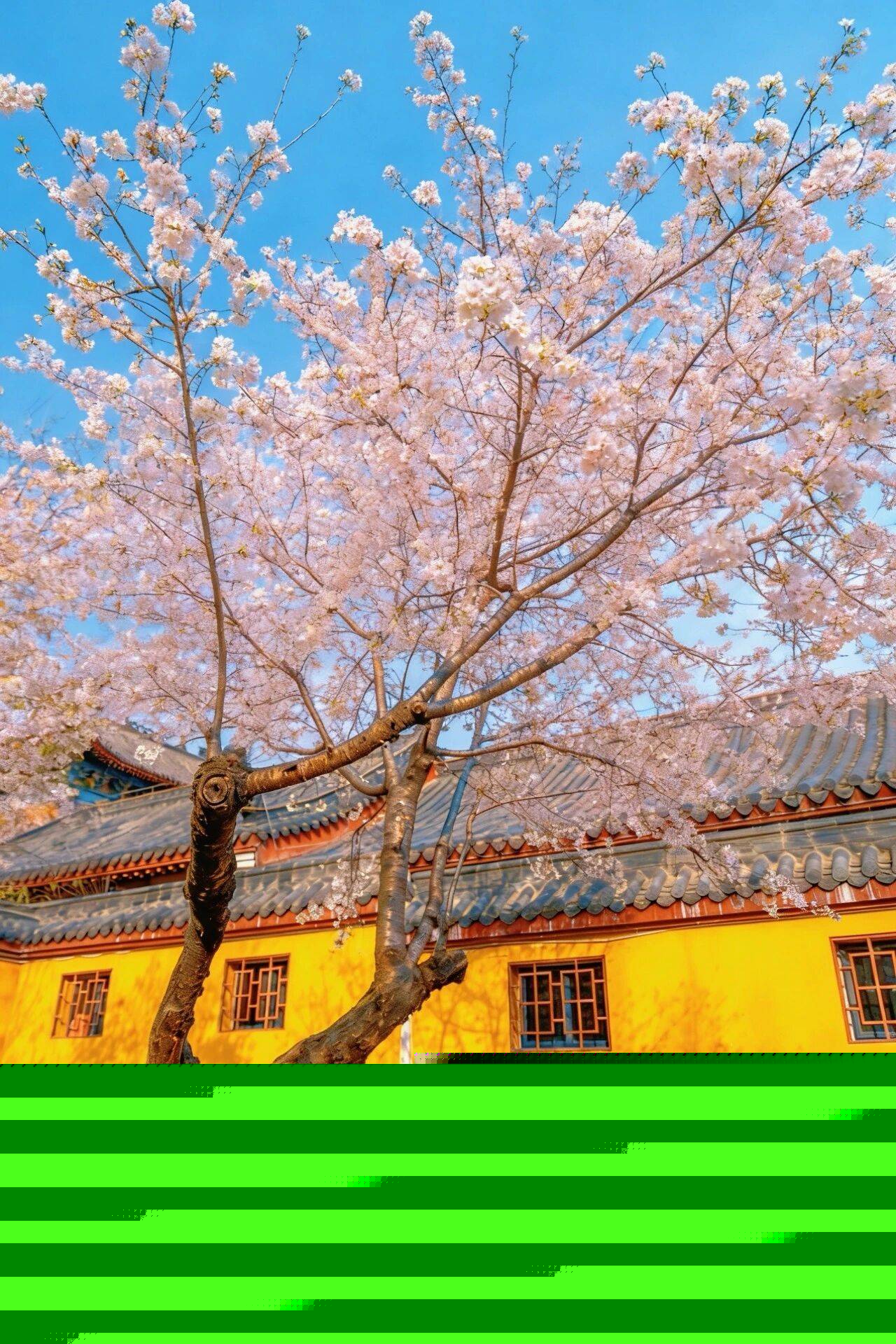 原創(chuàng)武漢賞櫻攻略請收藏！除了武大和東湖，還有這些免費打卡地哦