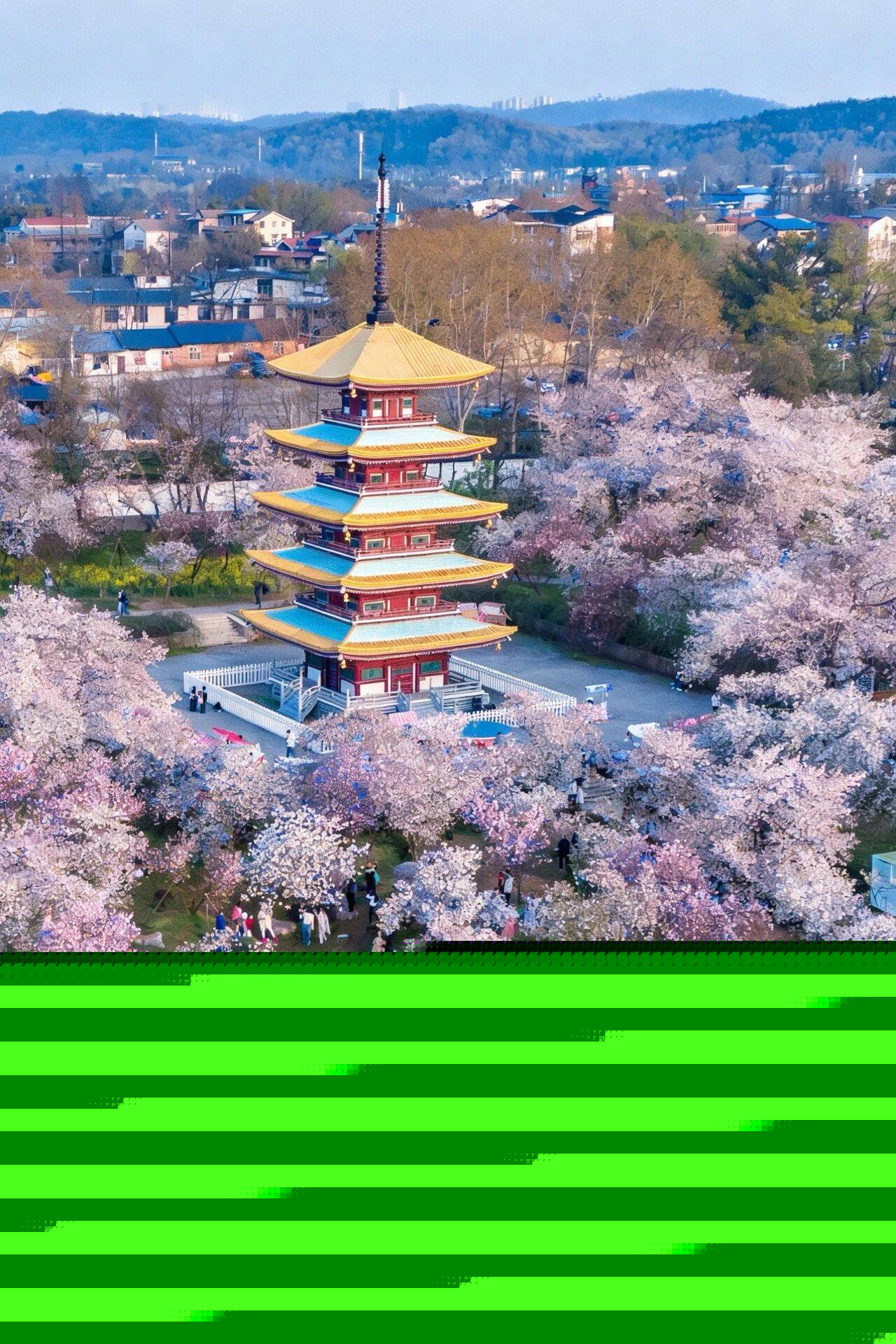 原創(chuàng)武漢賞櫻攻略請收藏！除了武大和東湖，還有這些免費打卡地哦