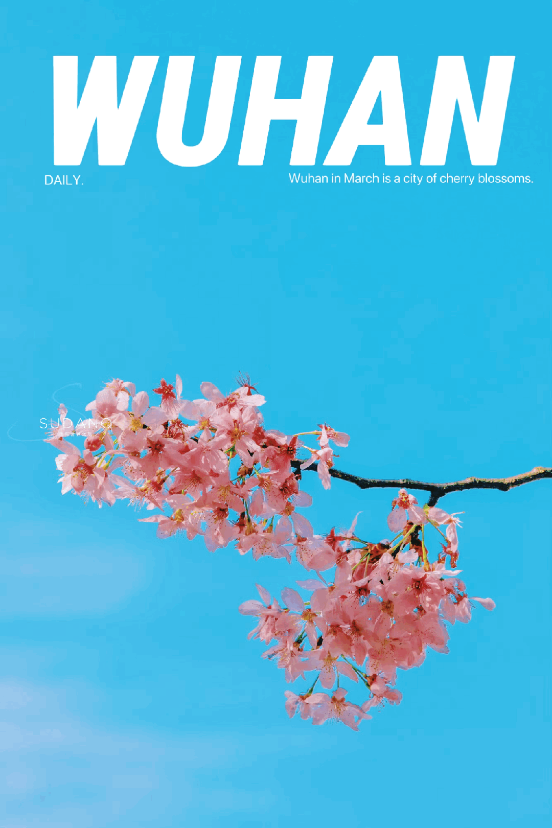 原創(chuàng)武漢賞櫻攻略請收藏！除了武大和東湖，還有這些免費打卡地哦