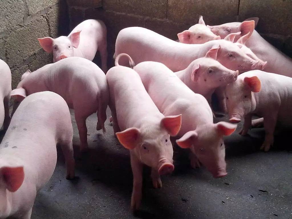 給豬喂什么可以快速催肥？養(yǎng)豬的快速催肥飼喂秘籍！