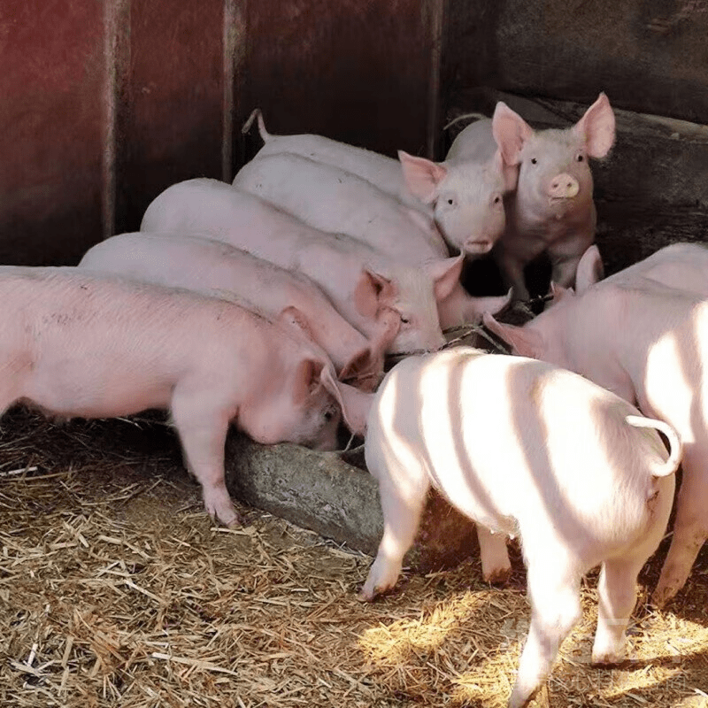 給豬喂什么可以快速催肥？養(yǎng)豬的快速催肥飼喂秘籍！