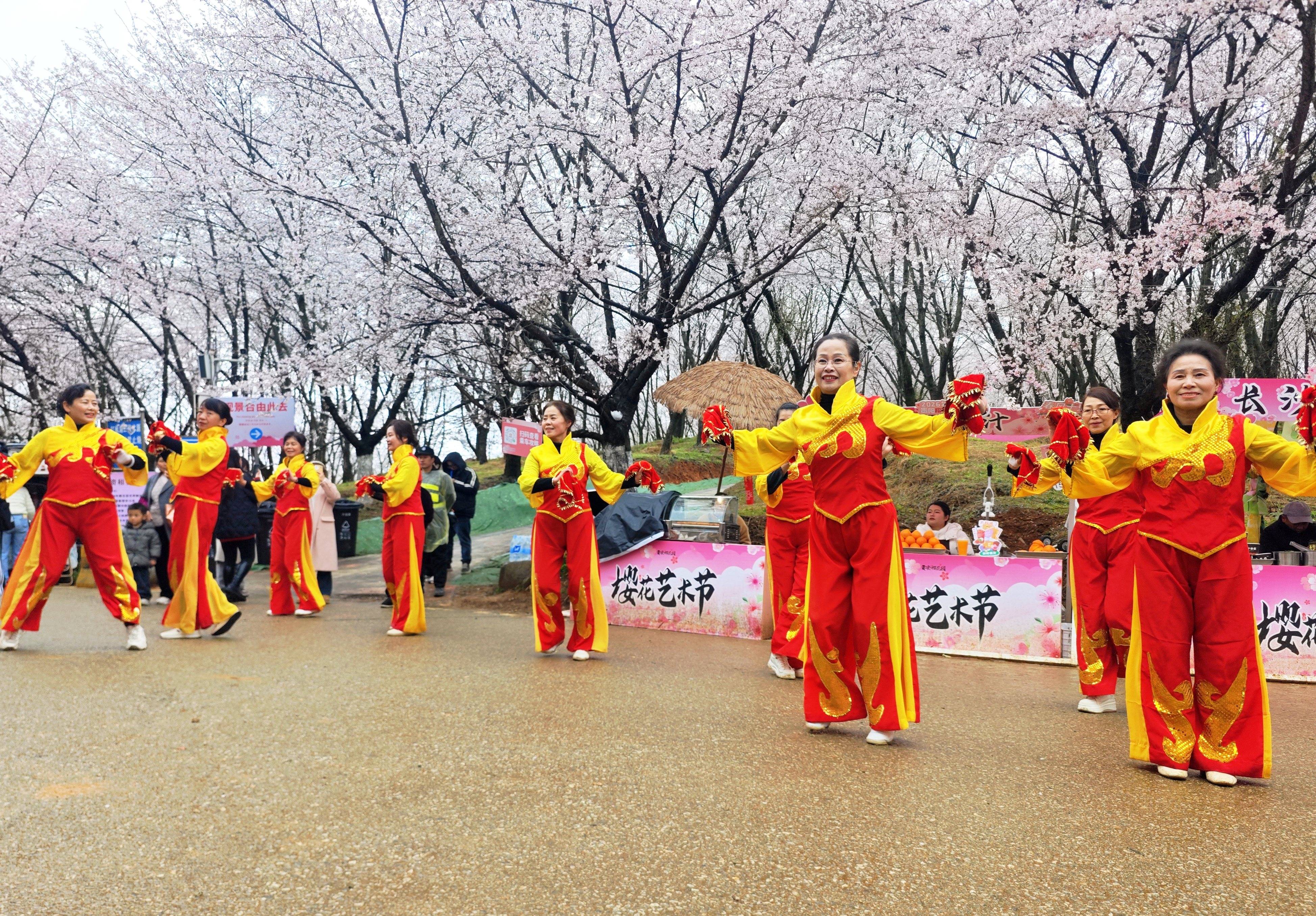 雨中櫻花園別樣浪漫！貴安櫻花園上演民族舞蹈快閃