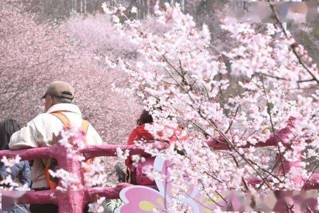 破萬！清涼寨櫻花旅游季啟幕