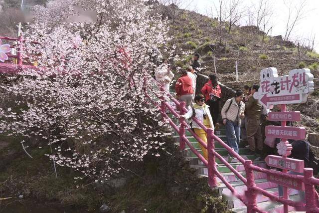 破萬！清涼寨櫻花旅游季啟幕